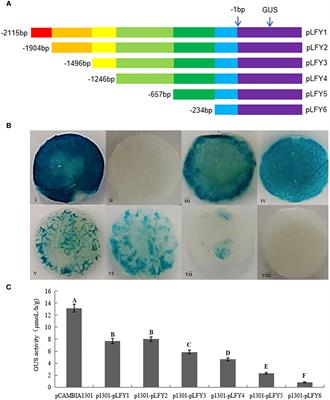 Promoter cloning and activities analysis of JmLFY, a key gene for flowering in Juglans mandshurica